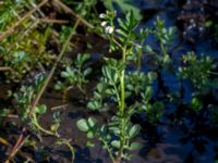 Cardamine amara Borstabäcken, Eslöv, Skåne, Sweden 20160505_0028