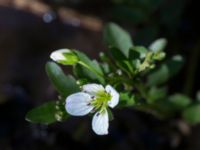 Cardamine amara Borstabäcken, Eslöv, Skåne, Sweden 20160505_0035