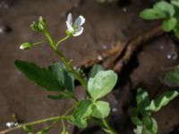 Cardamine amara Borstabäcken, Eslöv, Skåne, Sweden 20160505_0036