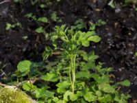 Cardamine amara Byåsabacken, Ramsåsa, Tomelilla, Skåne, Sweden 20170506_0040