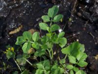 Cardamine amara Byåsabacken, Ramsåsa, Tomelilla, Skåne, Sweden 20170506_0041