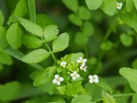 Cardamine amara Gårdstånga, Eslöv, Skåne, Sweden 20120617 001