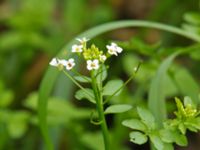 Cardamine amara Gårdstånga, Eslöv, Skåne, Sweden 20120617 003