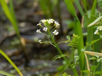 Cardamine amara Gårdstånga, Eslöv, Skåne, Sweden 20120617 008