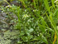 Cardamine amara Gårdstånga, Eslöv, Skåne, Sweden 20120617 010