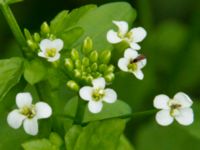 Cardamine amara Gårdstånga, Eslöv, Skåne, Sweden 20120617b 001