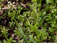 Cardamine amara Orröds gård, Klippan, Skåne, Sweden 20150511_0005