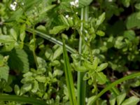 Cardamine amara Orröds gård, Klippan, Skåne, Sweden 20150511_0006