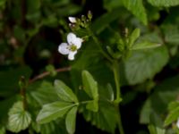 Cardamine amara Orröds gård, Klippan, Skåne, Sweden 20150511_0008