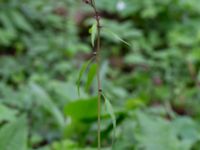 Cardamine bulbifera Hasseldal, Stenshuvud, Simrishamn, Skåne, Sweden 20190501_0057