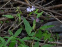 Cardamine bulbifera Jägersrovägen, Malmö, Skåne, Sweden 20210527_0041