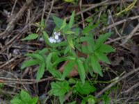 Cardamine bulbifera Jägersrovägen, Malmö, Skåne, Sweden 20210527_0042