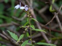 Cardamine bulbifera Jägersrovägen, Malmö, Skåne, Sweden 20210527_0043