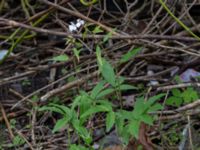 Cardamine bulbifera Jägersrovägen, Malmö, Skåne, Sweden 20210527_0044