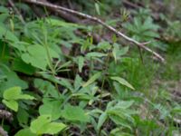 Cardamine bulbifera Jägersrovägen, Malmö, Skåne, Sweden 20210527_0045