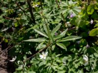 Cardamine bulbifera Stenshuvud, Simrishamn, Skåne, Sweden 20150503_0009