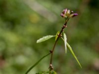 Cardamine bulbifera Stenshuvud, Simrishamn, Skåne, Sweden 20150503_0027