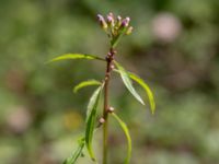 Cardamine bulbifera Stenshuvud, Simrishamn, Skåne, Sweden 20150503_0028