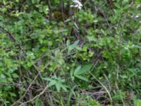 Cardamine bulbifera Tveta reningsverk, Mörbylånga, Öland, Sweden 20170525_0313