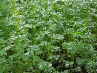 Cardamine flexuosa Hällevik, Simrishamn, Skåne, Sweden 20170506_0155