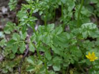 Cardamine flexuosa Hällevik, Simrishamn, Skåne, Sweden 20170506_0156