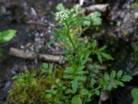 Cardamine flexuosa Hällevik, Simrishamn, Skåne, Sweden 20170506_0163