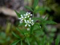 Cardamine flexuosa Hällevik, Simrishamn, Skåne, Sweden 20170506_0165