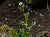 Cardamine flexuosa Hällevik, Simrishamn, Skåne, Sweden 20170506_0172