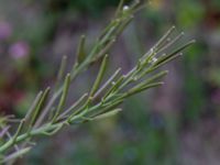 Cardamine hirsuta Östra huvudet, Stenshuvud, Simrishamn, Skåne, Sweden 20190501_0116