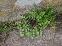 Cardamine hirsuta Almåsa, Malmö, Skåne, Sweden 20170319_0021