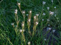 Cardamine hirsuta Björkelundadammen, Malmö, Skåne, Sweden 20150422_0048