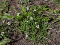 Cardamine hirsuta Borgholms slottsruin, Borgholm, Öland, Sweden 20160409_0242