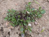 Cardamine hirsuta Husie mosse, Malmö, Skåne, Sweden 20160402_0024