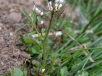 Cardamine hirsuta Husie mosse, Malmö, Skåne, Sweden 20160402_0028