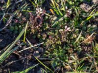 Cardamine hirsuta Malmödammen, Tygelsjö ängar, Malmö, Skåne, Sweden 20150410_0013