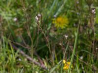 Cardamine hirsuta Malmödammen, Tygelsjö ängar, Malmö, Skåne, Sweden 20150501_0122