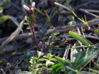 Cardamine hirsuta Ribersborg, Malmö, Skåne, Sweden 20150408_0043