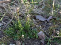 Cardamine hirsuta Ribersborg, Malmö, Skåne, Sweden 20150408_0061