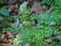 Cardamine impatiens Ravlunda skjutfält, Simrishamn, Skåne, Sweden 20160606_0192