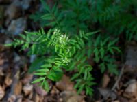 Cardamine impatiens Ravlunda skjutfält, Simrishamn, Skåne, Sweden 20160606_0195