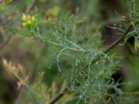 Descurainia sophia Borgeby, Kävlinge, Skåne, Sweden 20150830_0022