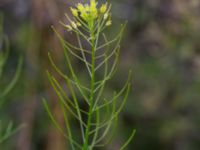 Descurainia sophia Borgeby, Kävlinge, Skåne, Sweden 20150830_0023