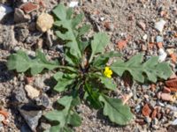 Diplotaxis muralis Jordhögar S grodreservatet, Norra hamnen, Malmö, Skåne, Sweden 20160731_0048