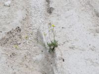 Diplotaxis muralis Limhamns kalkbrott, Malmö, Skåne, Sweden 20180901_0111