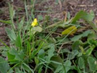 Diplotaxis muralis Lokstallarna, Malmö, Skåne, Sweden 20150625_0039