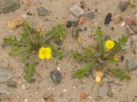 Diplotaxis muralis Norra hamnen, Malmö, Skåne, Sweden 20221031_0028