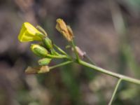 Diplotaxis muralis Skånegården, Bunkeflostrand, Malmö, Skåne, Sweden 20160621_0096