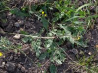 Diplotaxis muralis Skånegården, Bunkeflostrand, Malmö, Skåne, Sweden 20160621_0097