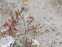 Diplotaxis muralis Swedechrome, Norra hamnen, Malmö, Skåne, Sweden 20150724_0020