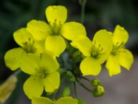 Diplotaxis tenuifolia Bromsgatan, Landskrona, Skåne, Sweden 20160711_0177